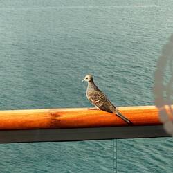 A Zebra Pigeon came to see us outside our cabin