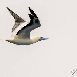 A Red-footed Boobie along for the glide