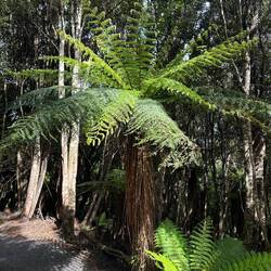 Jaja ich weiss, schon wieder ein Farnbaum... 😁