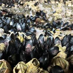 Die erkennt man auch an den angesetzten Muscheln an den Wänden