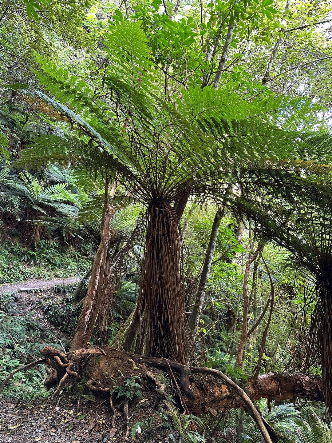 Die riesigen Farnbäume...