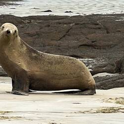 Die süsse Robbe welche wir im Abstand von ca. 10 Metern beobachten durften