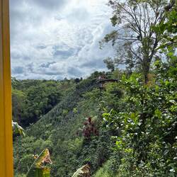 Slope with coffee plants growing