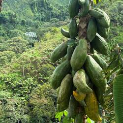 Papayas