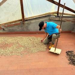 Bean drying in solarium.