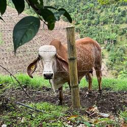 Red speckled Brahman bull.