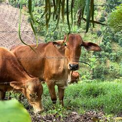 Red Brahman cow and calf