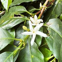 Coffee flower