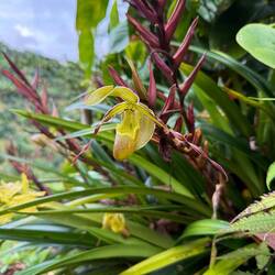 Orchid
