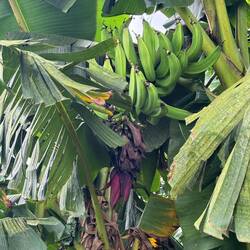 Green plantains 😋