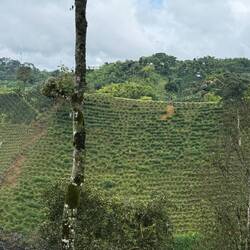 Coffee plantation