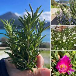 Kräuter findet man überall 👏🏻