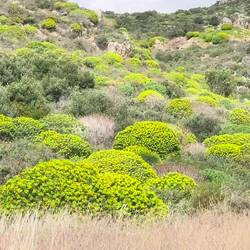 Mittelmeer-Wolfsmilch 🌼☺️🌞