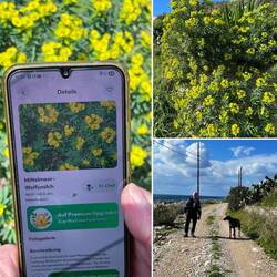 ..die Hügel sind voller gelber runder Kugeln die im Wind schaukeln😀
