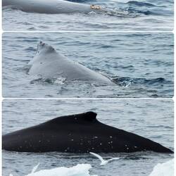 Humpback whale surfacing near Ortelius — Weddell Sea, Antarctica.
