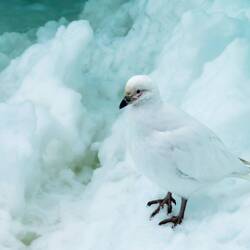 Snowy Sheathbill — Weddell Sea, Antarctica.