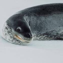Portrait of a leopard seal on an ice floe — Weddell Sea, Antarctica.