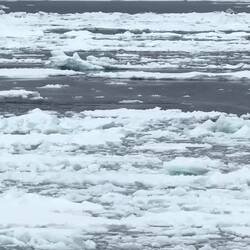 Humpback whales feeding near A76C — Weddell Sea, Antarctica.