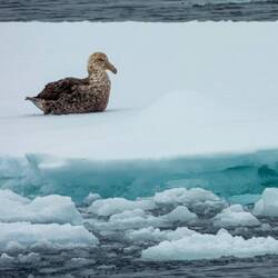 Southern Giant Petrels have a green tip on their beak — Weddell Sea, Antarctica.