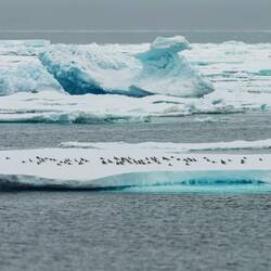 Antarctic Petrels on an ice floe — Weddell Sea, Antarctica.