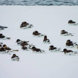 Antarctic Petrels on an ice floe — Weddell Sea, Antarctica.