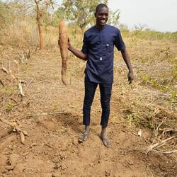Zoumana zeigt uns eine Maniok Wurzel