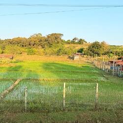 Ici les rizières sont plus vertes qu'à Thakhek