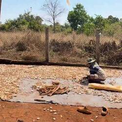 Le séchage du manioc en rondelles au soleil : tout sera vendu