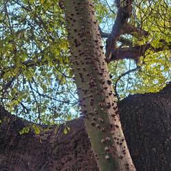 ...haben eine mit Dornen besetzte Rinde...