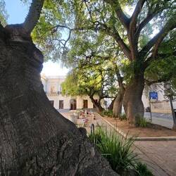 Kapokbäume (Ceibo) werden bis 60m hoch und gelten als heilig...