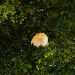 ...und die Fasern der Früchte werden z.B. für Schwimmwesten verwendet