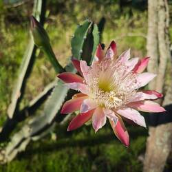 Kaktusblüte am Straßenrand