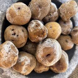 Beilagen die köstlichen kanarischen Erdäpfel papas arrugadas mit Mojo verde und Rosso