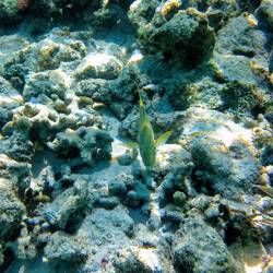 Ein Fisch schaut dich an ...