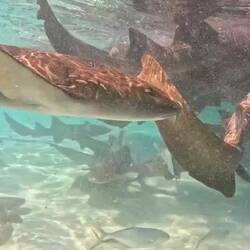 ... die bekanntermaßen angefüttert werden.