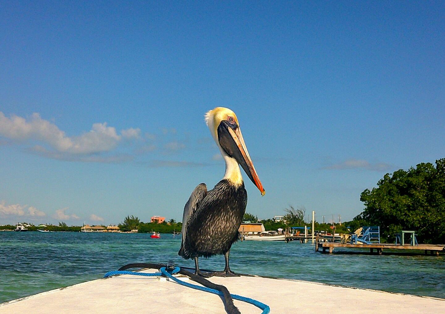 Vor Caye Caulker ein Gast am Bug ...