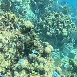 Im Riff filmt unser Kapitän (viel besser als ich 😏)