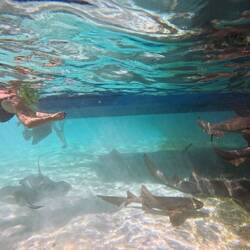 So nah sind in der Shark Ray Alley die Haie und Rochen, ...