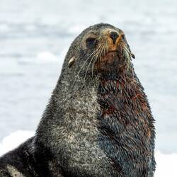 Fur seal on an ice floe — Weddell Sea, Antarctica.