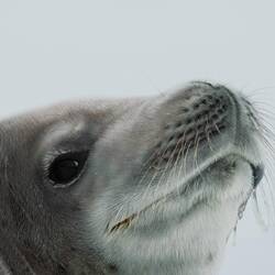 Crabeater seal ... actually photobombing another one I was photographing — Weddell Sea, Antarctica.