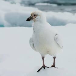 Snowy sheathbill on an ice floe — Weddell Sea, Antarctica.