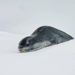 Leopard seal on an ice floe — Weddell Sea, Antarctica.