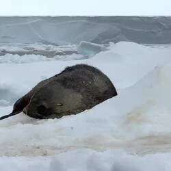 Fur seal taking a snow bath on an ice floe — Weddell Sea, Antarctica.