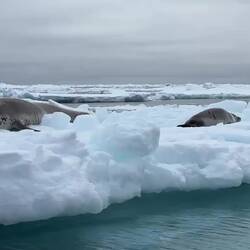 Curious crabeater seals on an ice floe — Weddell Sea, Antarctica.