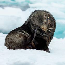Fur seal on an ice floe — Weddell Sea, Antarctica.