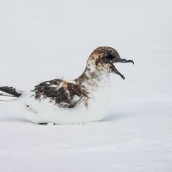Antarctic petrel on an ice floe — Weddell Sea, Antarctica.