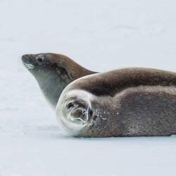A 'rare double-headed' crabeater seal ... kidding ... two for the price of one — Weddell Sea.