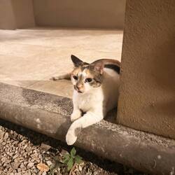 Resident kitty cat ... runs this place.