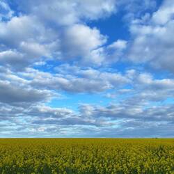 Zwischendurch die schönen Rapsfelder bestaunen 🥹