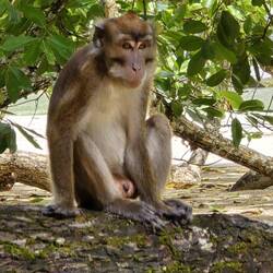 Gestern ein Affi gesehen!